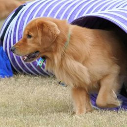 Golden Retriever All Grown Up from Firefly Cottage Golden Retrievers
