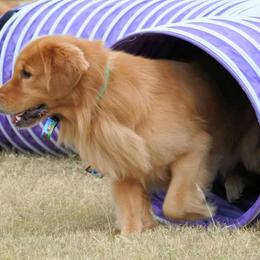 Golden Retriever All Grown Up from Firefly Cottage Golden Retrievers