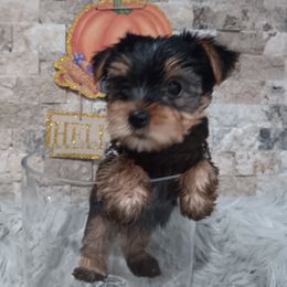 Yorkshire Terrier Puppies from BFF Yorkies
