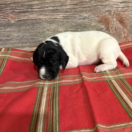 2nd Pick of Black and White Male pup - Black and white male German Shorthaired Pointer puppy in Freeport, Illinois from Rock Hollow Retrievers