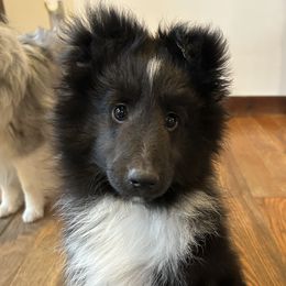 Shetland Sheepdog puppies from Brandy's Shetland Sheepdogs