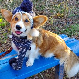 Kazi - Sable female Pembroke Welsh Corgi puppy in San Antonio, Texas from Moxxi's Legacy Corgis