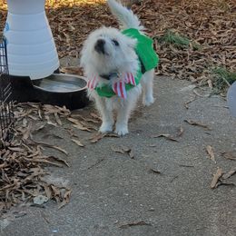 Cairn Terrier Puppies from Ferguson's Cairn Terriers