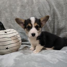 Tri female - Black and tan female Pembroke Welsh Corgi puppy in Tenino, Washington from LoneStar Corgis NW