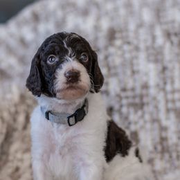 Light Brown - Parti Poodle puppy in Mc Kinney, Texas from Kenney kennels