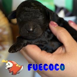 Fuecoco - Black male Poodle puppy in Ephrata, Washington from NCR Ranch