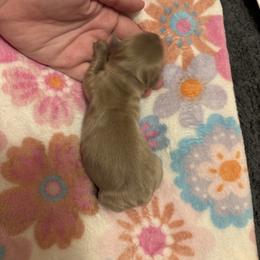 Fisher - Fawn (isabella) and tan male Dachshund puppy in Lufkin, Texas from L & A Dachshunds