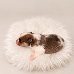 Halo - Blue sable male Pomeranian puppy in Atlanta, Georgia from Merle Paws Pomeranians