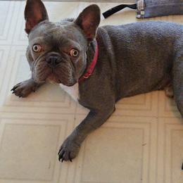 Tucker - French Bulldog