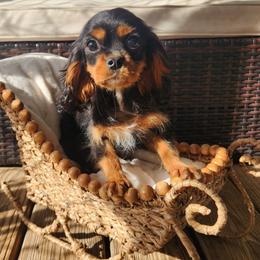 Luke - Black and tan male Cavalier King Charles Spaniel puppy in Lula, Georgia from Cavaliers by Crumley