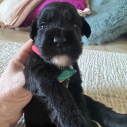 Red collar - Black and white male Portuguese Water Dog puppy in Allen, Texas from Pawsitively Portuguese