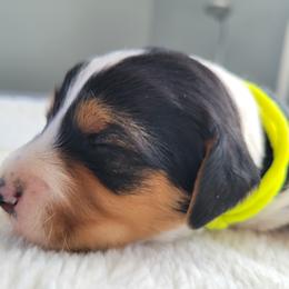 Boone - Black tri-color male Assorted Doodle Crosses puppy in Blackfoot, Idaho from Lucky Pup Meadows