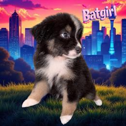 BATGIRL-Black Tri Female - Black tri-color female Australian Shepherd puppy in Gainesville, Texas from Lady Luck Aussies