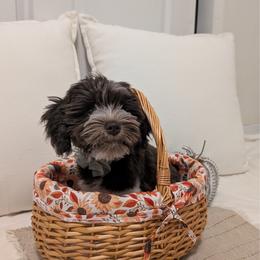 Wooli - Parti male Miniature Schnauzer puppy in Phoenix, Arizona from Abi Hallows