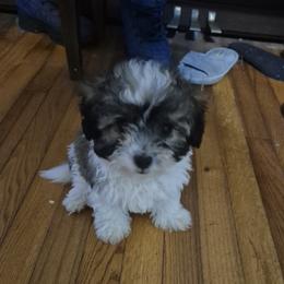 Titan - Black gold and white male Shihpoo puppy in Pacolet, South Carolina from Kelli's Kennels