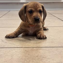 Mr Orange - Red male Dachshund puppy in Casa Grande, Arizona from Furever Doxie Paws