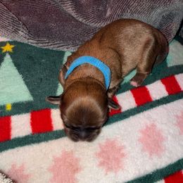 Chip - Gold male Shih Tzu puppy in Huber Heights, Ohio from Little Healthy Purebred Pups