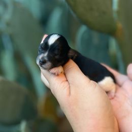 Girl Parti - Parti female Miniature Schnauzer puppy in Paradise, Texas from B4 Toy Aussies