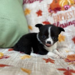 Sylvester - Black and white male Chihuahua puppy in Beckemeyer, Illinois from Guardian’s of the Chihuahuas