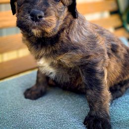Bernedoodle and Siberian Husky Puppies from Timberline Paws