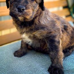Bernedoodle and Siberian Husky Puppies from Timberline Paws