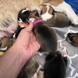 Pembroke Welsh Corgi and Pug Puppies from Blecker Kennel
