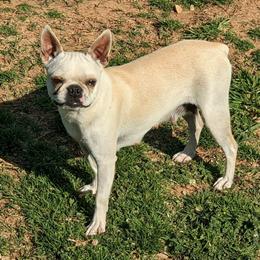 Swissy - Seal and white female Boston Terrier puppy in San Antonio, Texas from JT Bostons