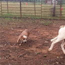 Australian Cattle Dogs from Scrappington Kennels