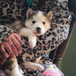 Siberian Husky Puppies from I'm not an official breeder just adopting out a pack