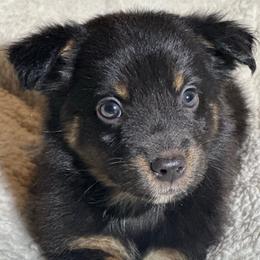 Charming - Black tri-color male Australian Shepherd puppy in Albertville, Alabama from Salt Creek Aussies