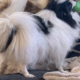 Pomeranians from My Heart Pomeranians