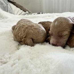 Boy 1 - Apricot male Goldendoodle puppy in Shingle Springs, California from Creamy Retrievers