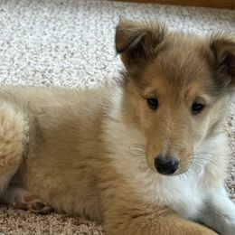 Mini - Collie puppy from Collie Campo