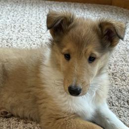 Mini - Collie puppy from Collie Campo