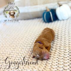 Girl 1 - female Australian Mountain Doodle puppy in Land O' Lakes, Florida from Olive’s Little Farmhouse Doodles