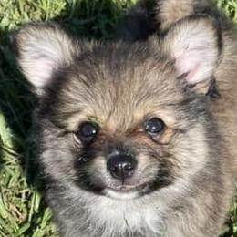 Pomeranians from Nancy's Pomeranians