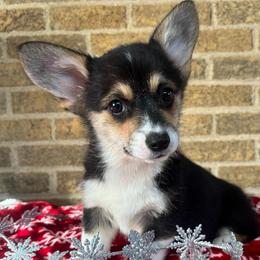 Green Female - Black and tan female Pembroke Welsh Corgi puppy in Mcarthur, Ohio from Bentley Corgis LLC