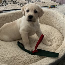 Labrador Retriever Puppies from Willow Ridge Labradors