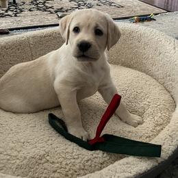 Labrador Retriever Puppies from Willow Ridge Labradors