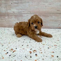 Jimmy - Red male Cavapoo puppy in Beresford, South Dakota from DAKOTA DOOD RANCH