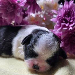 Blanche - Black and white female Shih Tzu puppy in Brighton, Missouri from Morningstar's Shih Tzu