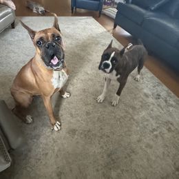 Boxer All Grown Up from Shanna Ward