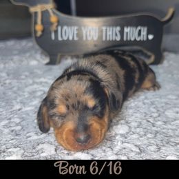 Dachshund Puppies from Dachshund of M-A