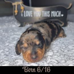 Dachshund Puppies from Dachshund of M-A