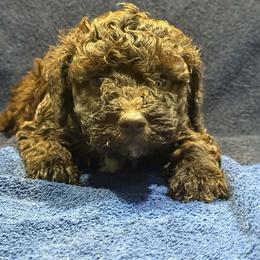 Boy 2 - Brown male Lagotto Romagnolo puppy in Akron, New York from Almar Lagotto