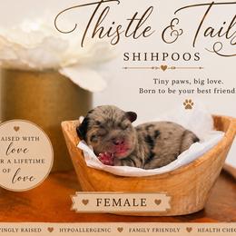 Skye - Merle female Shihpoo puppy in Hudson, Florida from Thistle & Tails Shihpoos