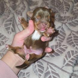 Chocolate Male - Chocolate, tan and white male Yorkshire Terrier puppy in Lakeland, Florida from You Me & The Yorkies
