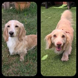 Dachshund puppies from Ferrario Dachshunds
