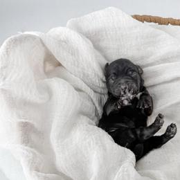 Moon - Black female Goldendoodle puppy in Russell Springs, Kentucky from Milk & Honey Doodles