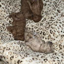 Poodle Puppies from Breahna Snay